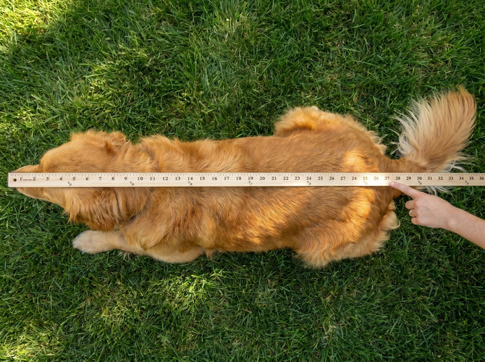 Length